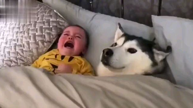 狗子:你看我也是宝宝啊